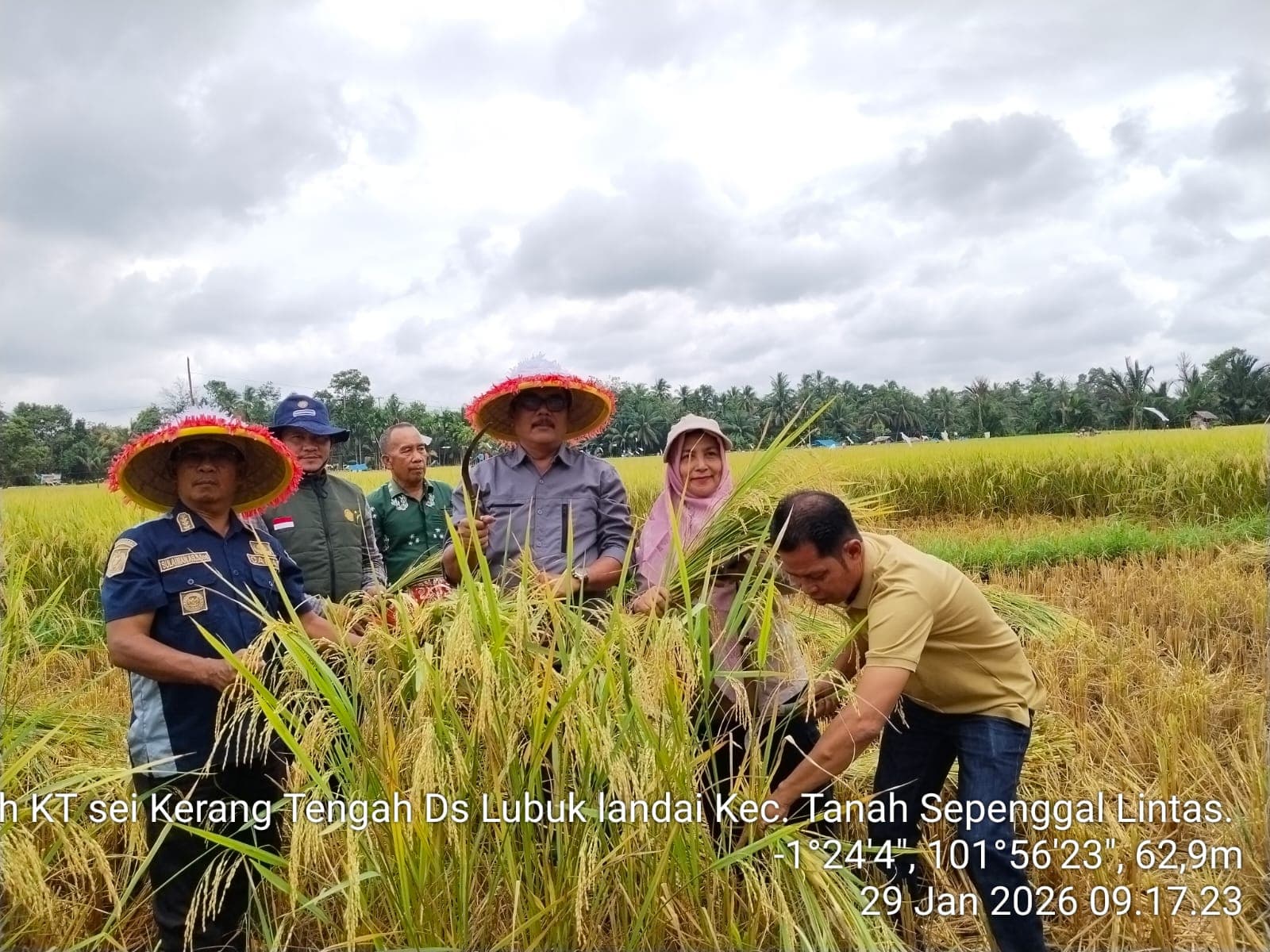 Panen Padi Dusun Lubuk Landai, Sinergi Pemerintah dan Petani
