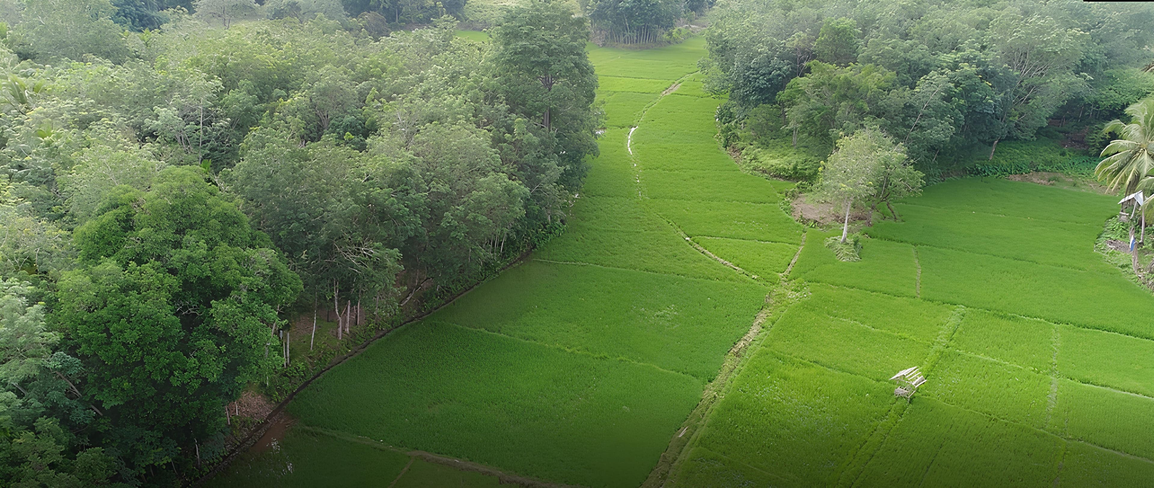 Dusun Lubuk Landai Landscape
